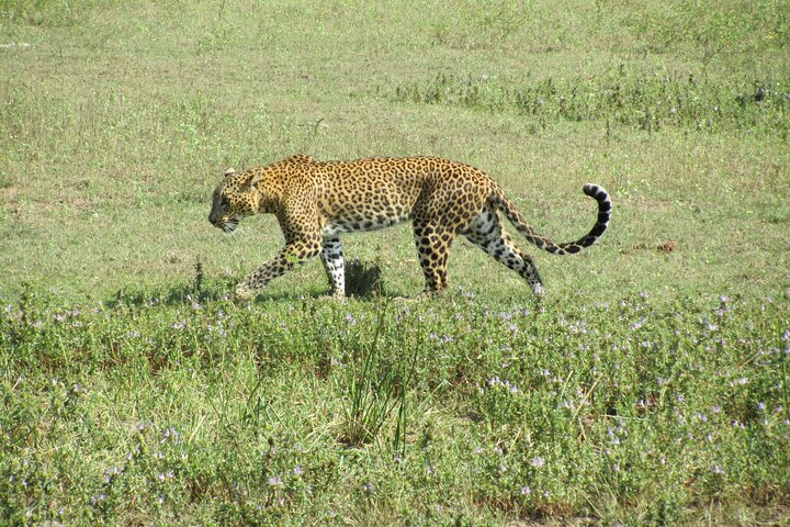 Yala Safari